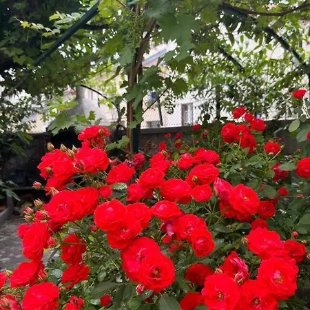 Garden In The City - Train Station/city Center Apartament Grenoble