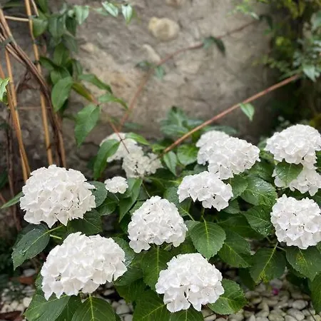 Garden In The City - Train Station/city Center Apartament Grenoble